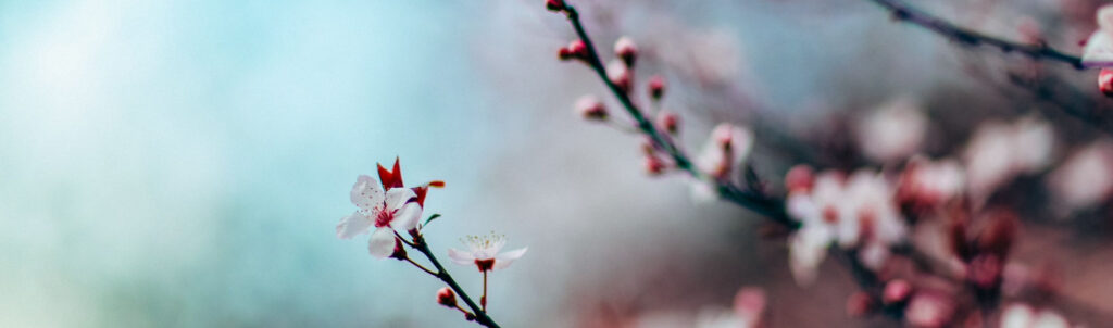 桜の画像